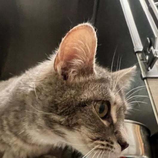 Elsa, an adopted Domestic Short Hair in Kankakee, IL image 2/5