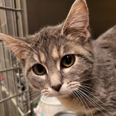 Elsa, an adopted Domestic Short Hair in Kankakee, IL image 5/5