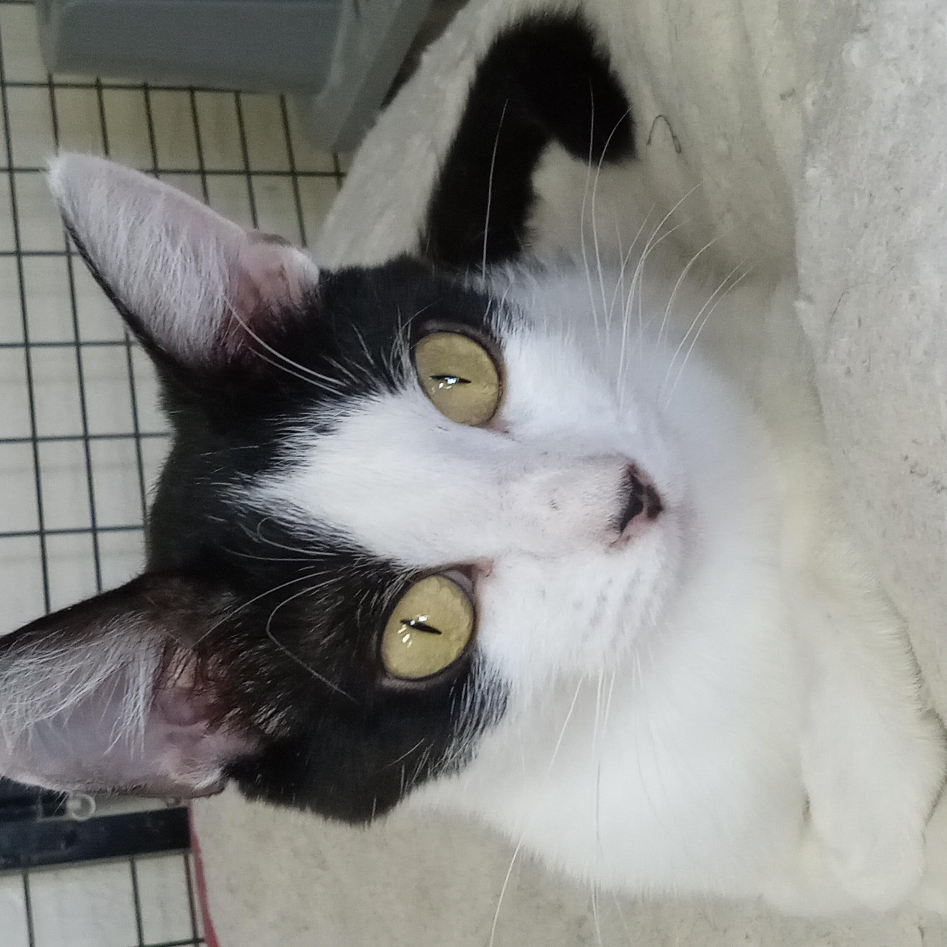 Mulan, a Adoptable Domestic Short Hair in Yuma, AZ image 2/2