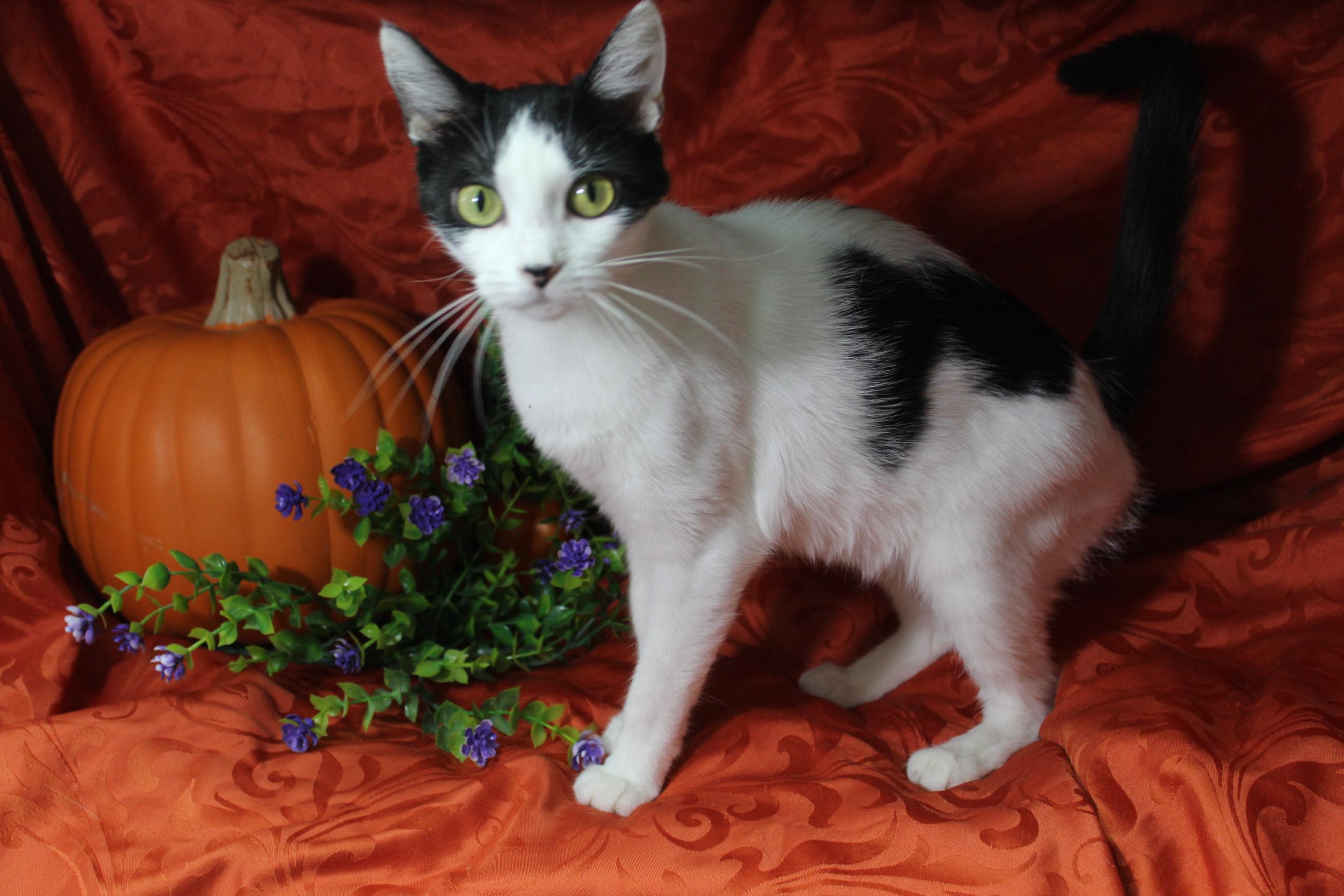 Mulan, a Adoptable Domestic Short Hair in Yuma, AZ image 1/2