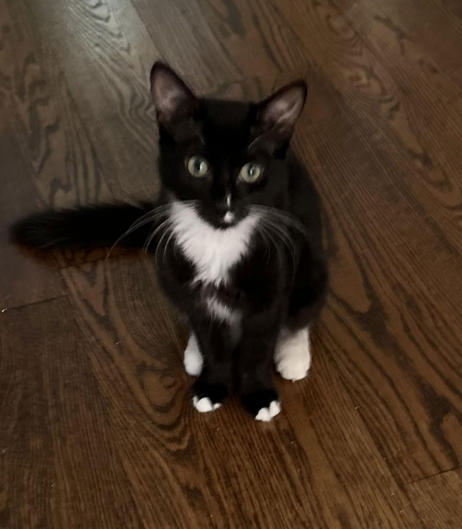 Enlarge Gina, a Adoptable Domestic Short Hair in Rockaway, NJ image 1/1