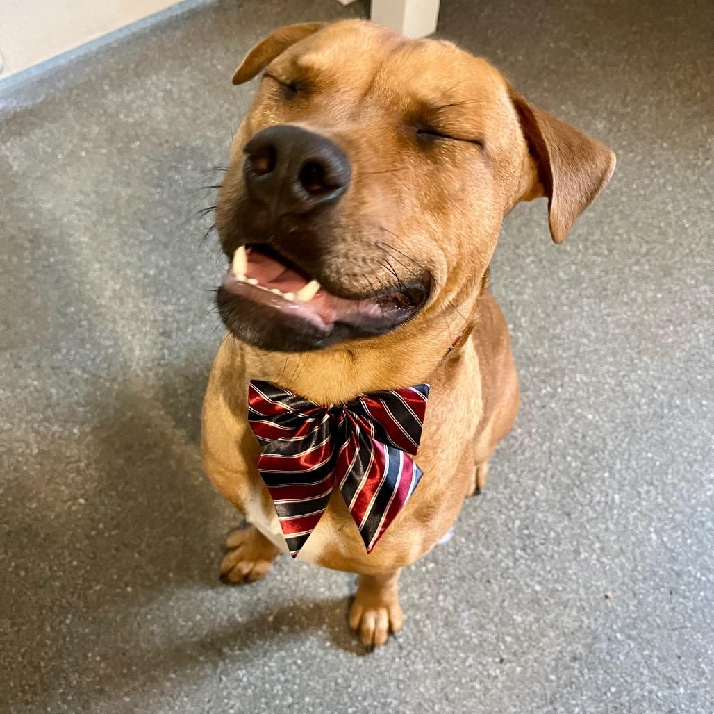 Enlarge Ravioli, a Adoptable mixed breed in Metamora, MI image 1/6