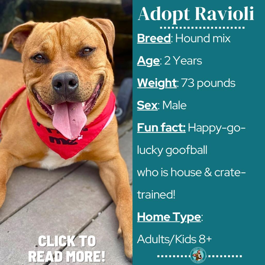 Enlarge Ravioli, a Adoptable mixed breed in Metamora, MI image 2/6