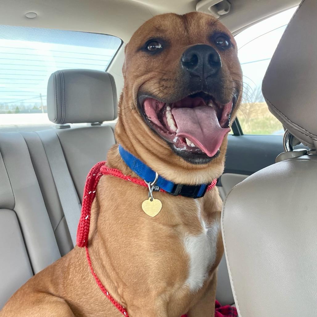 Enlarge Ravioli, a Adoptable mixed breed in Metamora, MI image 3/6