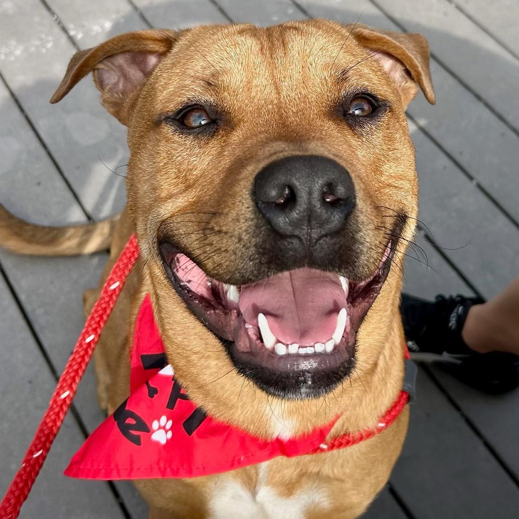 Enlarge Ravioli, a Adoptable mixed breed in Metamora, MI image 4/6