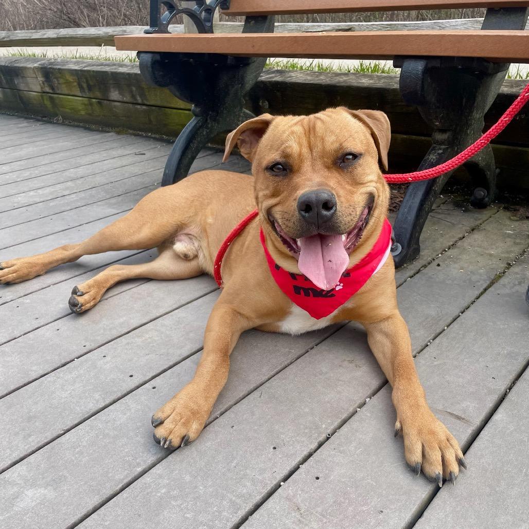 Enlarge Ravioli, a Adoptable mixed breed in Metamora, MI image 5/6