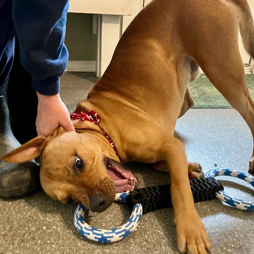 Enlarge Ravioli, a Adoptable mixed breed in Metamora, MI image 6/6