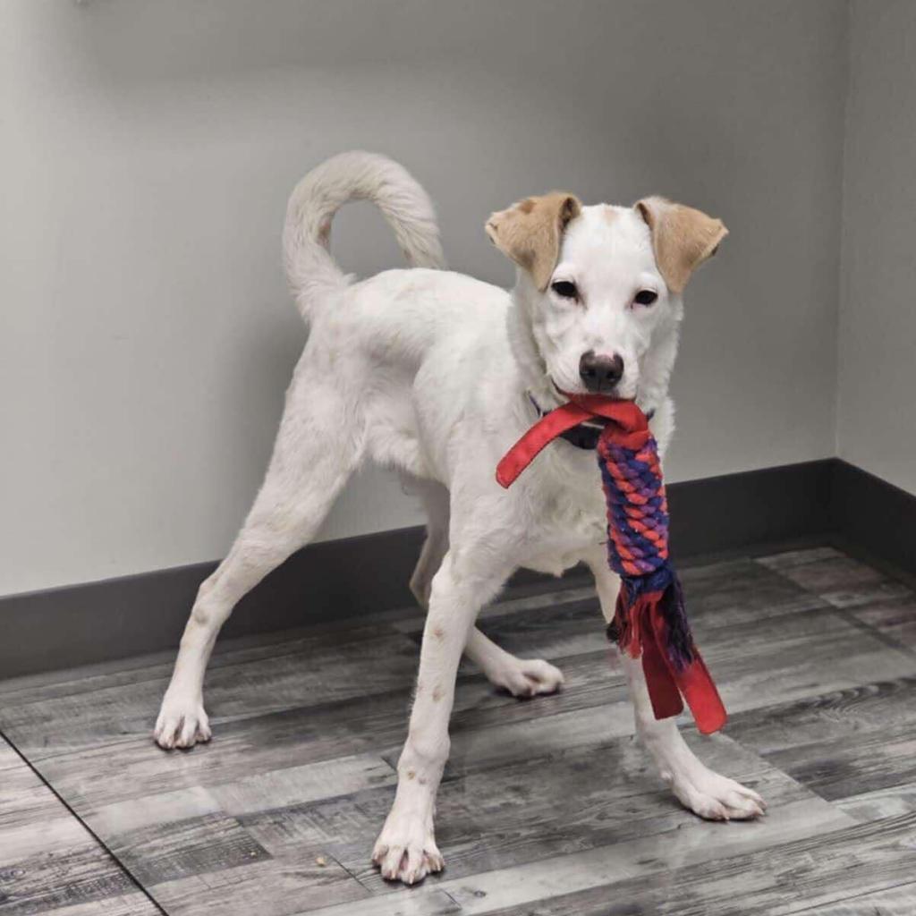 Enlarge Skipper *ADOPTION SPECIAL*, a Adoptable mixed breed in St. Louis, MO image 3/5