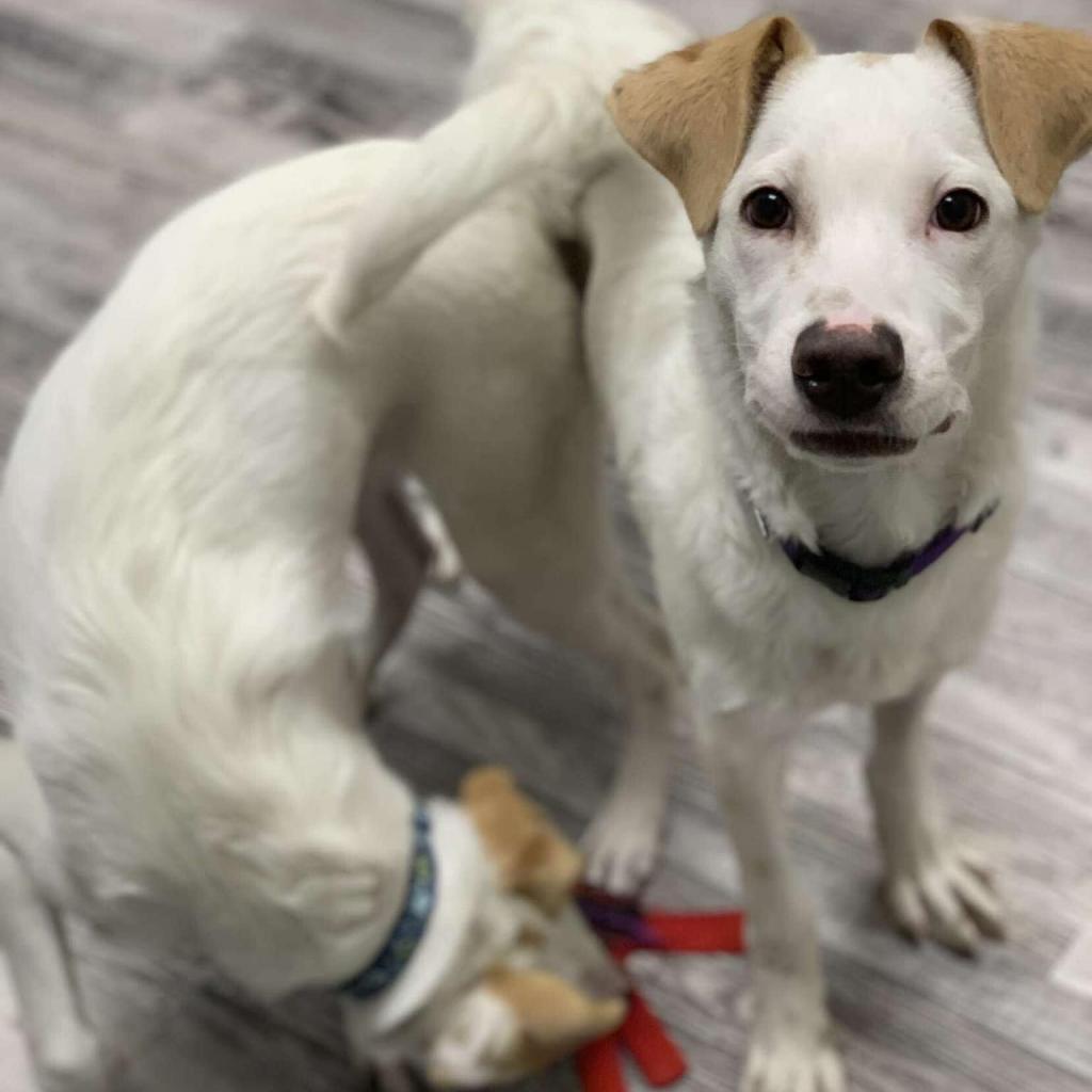 Enlarge Skipper *ADOPTION SPECIAL*, a Adoptable mixed breed in St. Louis, MO image 4/5