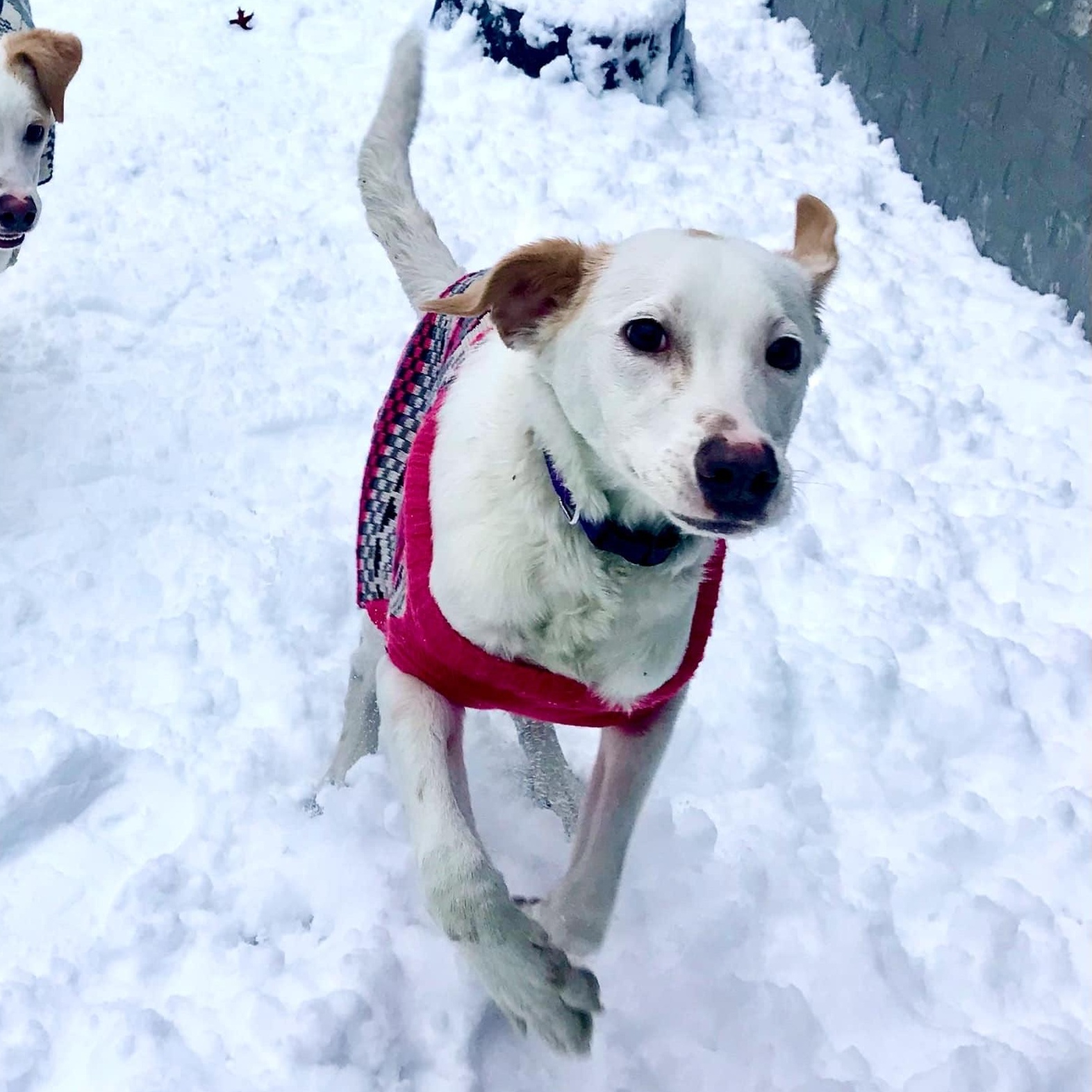 Enlarge Skipper *ADOPTION SPECIAL*, a Adoptable mixed breed in St. Louis, MO image 2/5