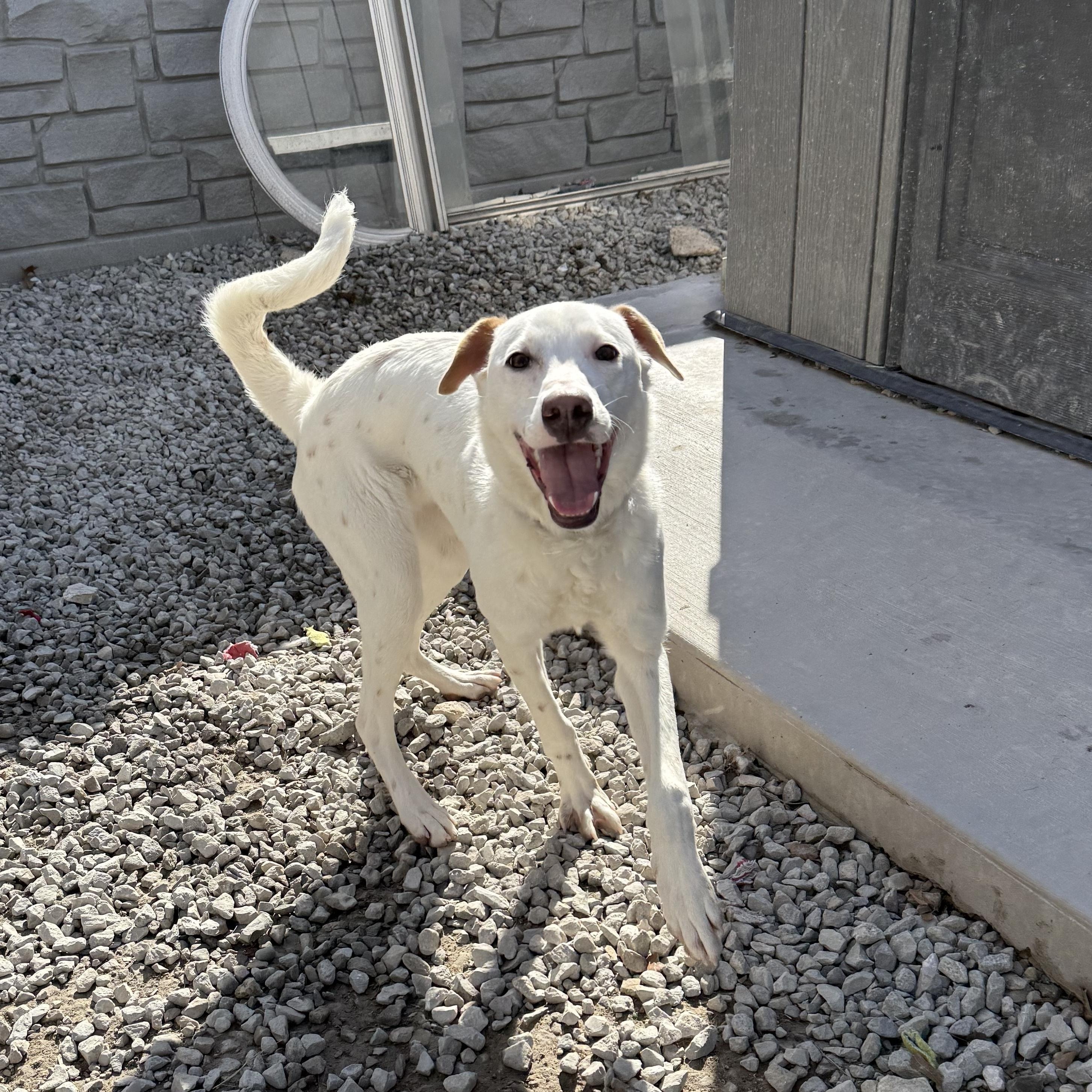 Enlarge Skipper *ADOPTION SPECIAL*, a Adoptable mixed breed in St. Louis, MO image 1/5