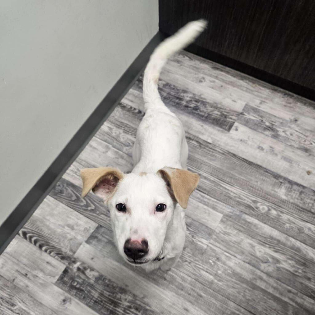 Enlarge Skipper *ADOPTION SPECIAL*, a Adoptable mixed breed in St. Louis, MO image 5/5