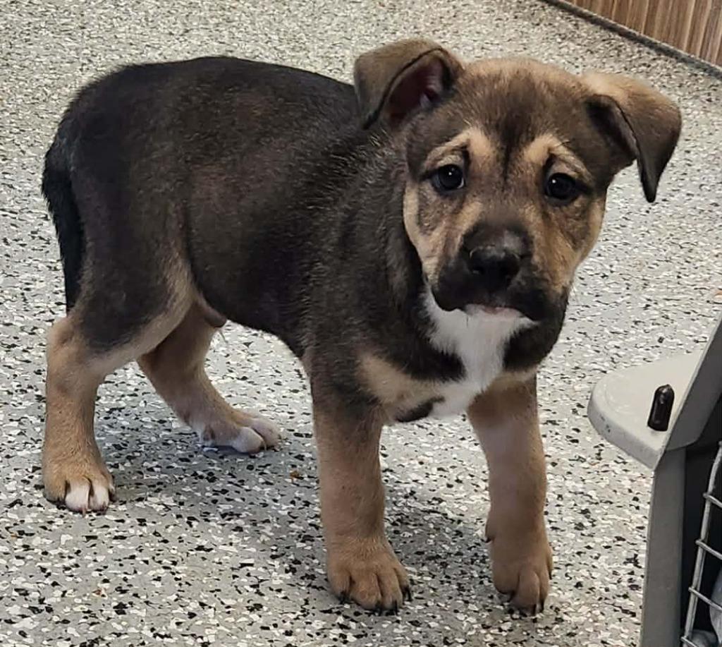 Enlarge Remington, a Adopted mixed breed in Republic, MO image 1/1