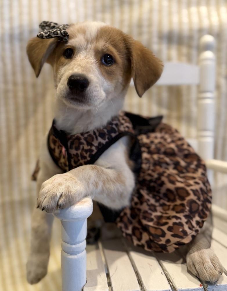 Saloon, Adoptable, Puppy Female Mixed Breed.