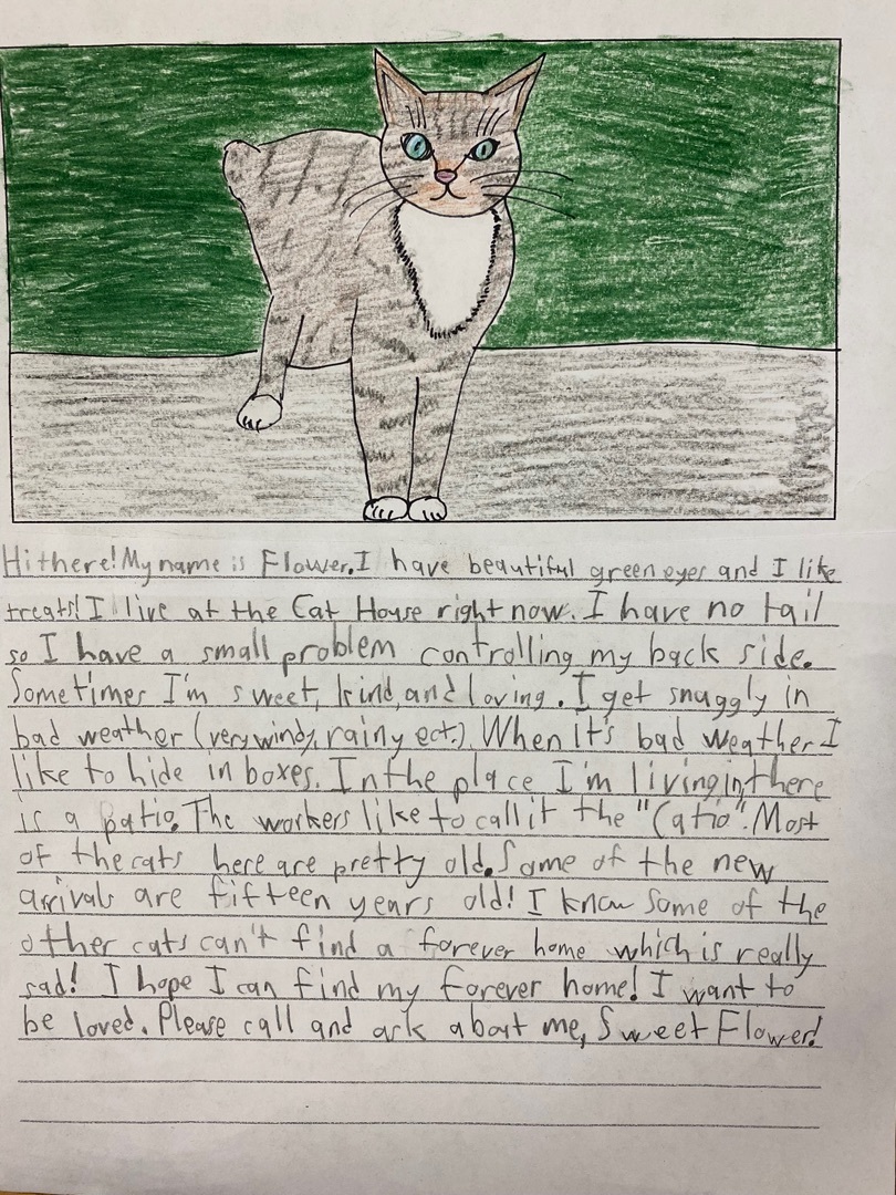 Flower, Adopted, Adult Female Domestic Short Hair & Manx.