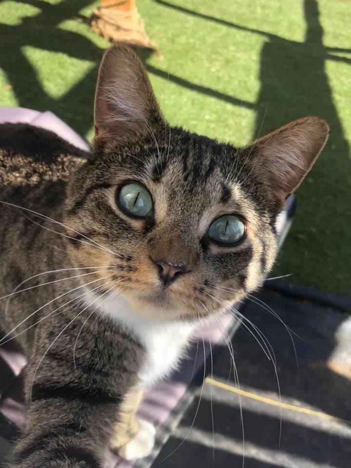 Enlarge Flower, a Adopted mixed breed in Okanogan, WA image 4/5