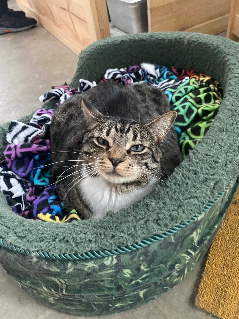 Enlarge Flower, a Adopted mixed breed in Okanogan, WA image 5/5