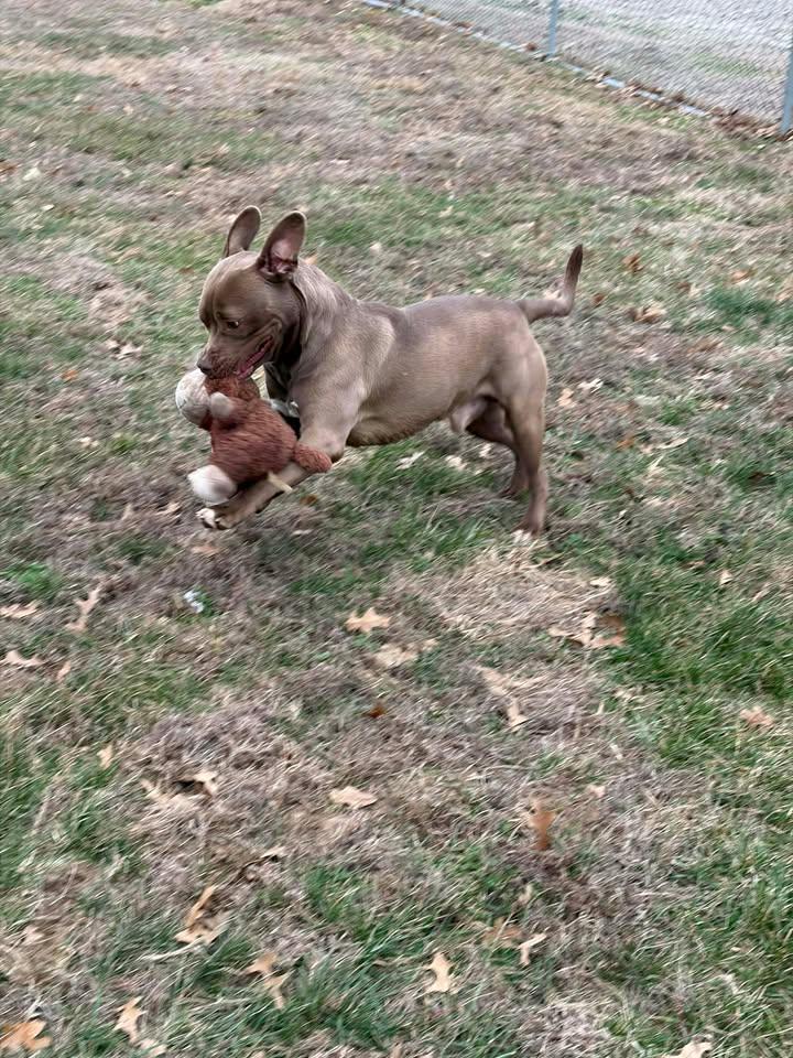 Enlarge Jack, a ADOPTABLE mixed breed in Brownstown, IN image 3/4