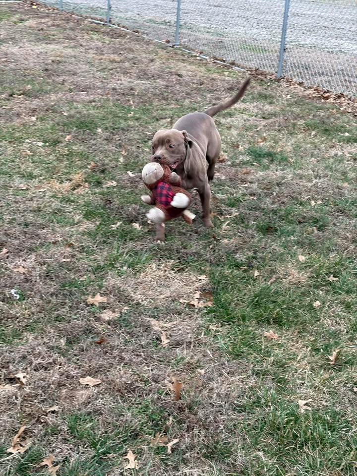 Enlarge Jack, a ADOPTABLE mixed breed in Brownstown, IN image 4/4