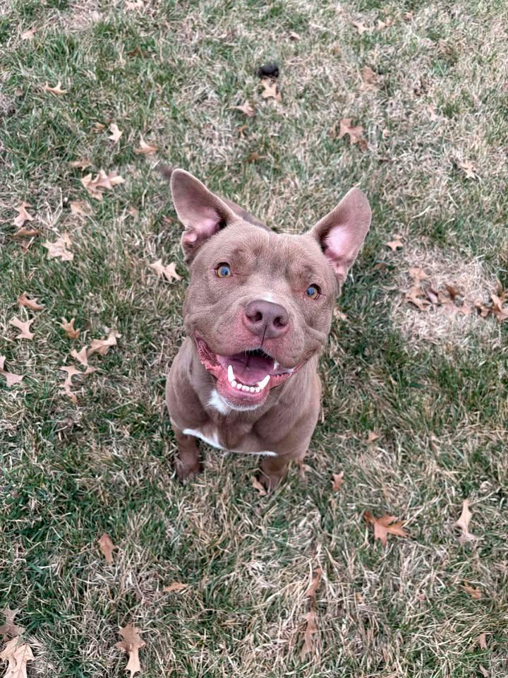 Enlarge Jack, a ADOPTABLE mixed breed in Brownstown, IN image 2/4