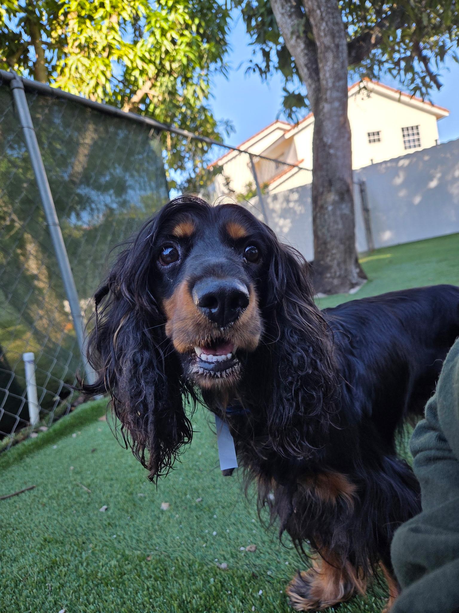 Tony, Adoptable, Young Male English Cocker Spaniel.