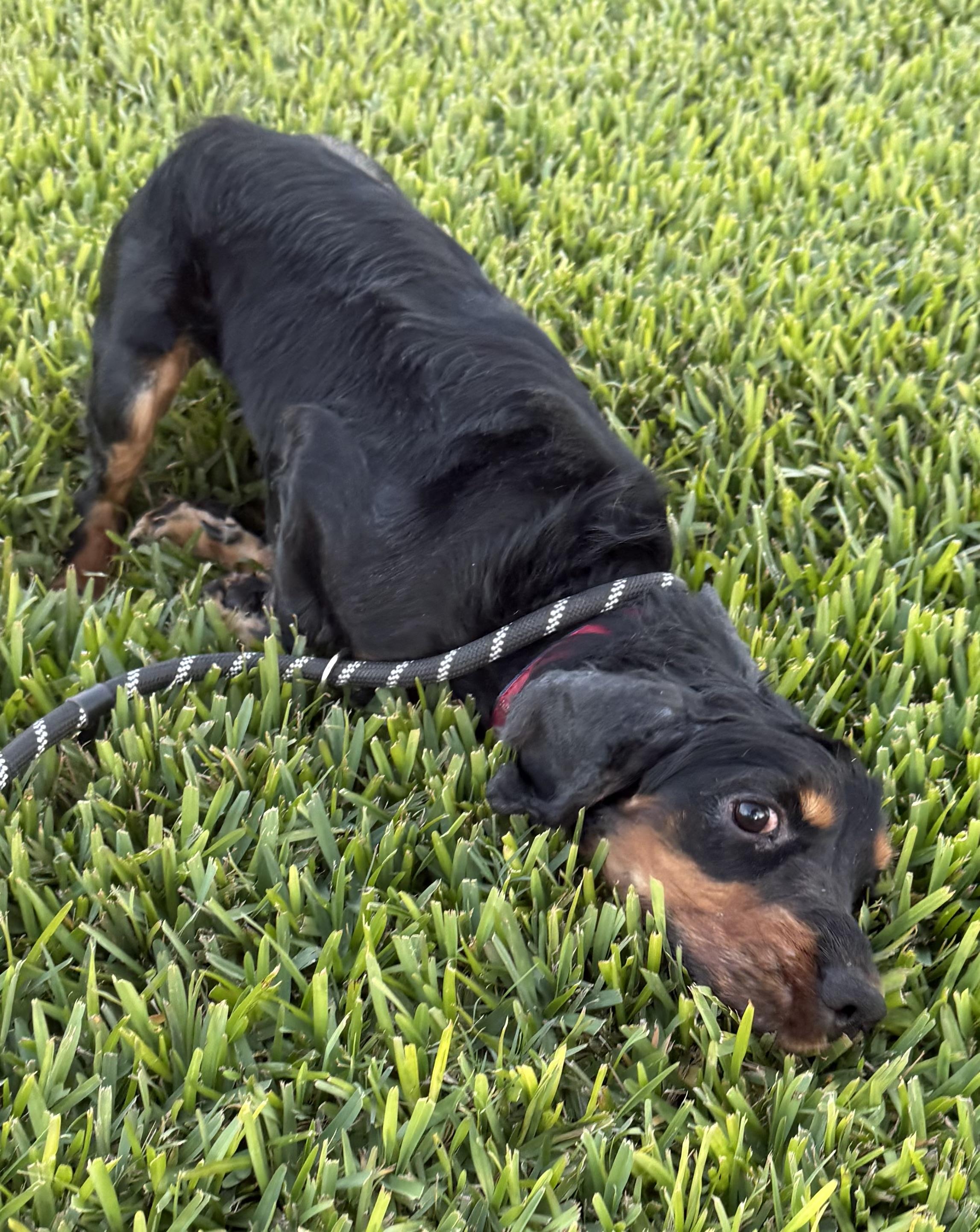 Enlarge Tony, a Adoptable English Cocker Spaniel in Cape Coral, FL image 2/3