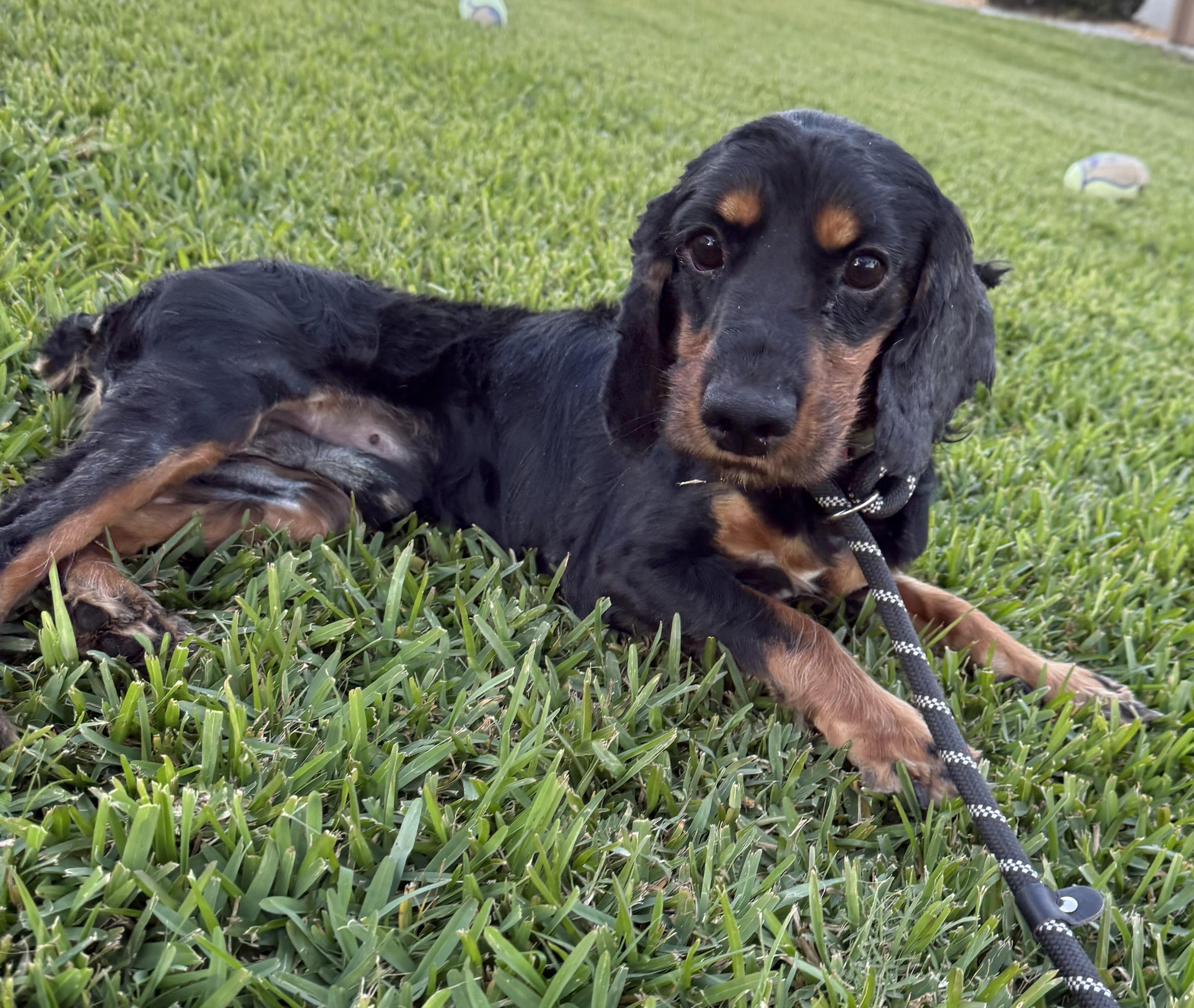 Enlarge Tony, a Adoptable English Cocker Spaniel in Cape Coral, FL image 3/3