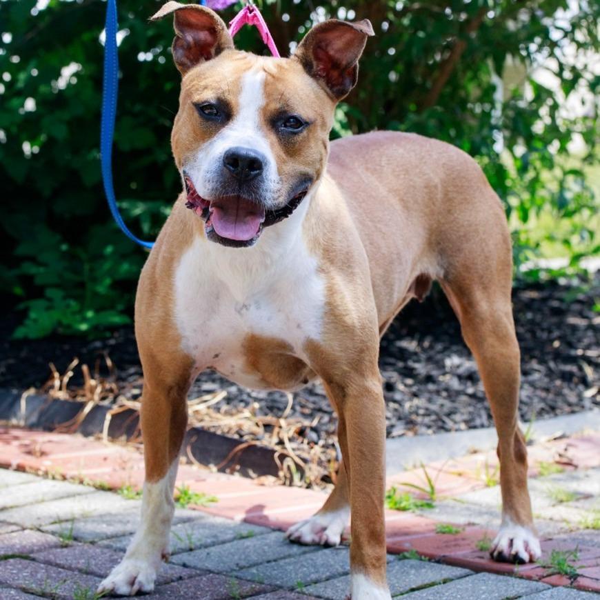 Sketti, Adoptable, Adult Female American Staffordshire Terrier & Mixed Breed.