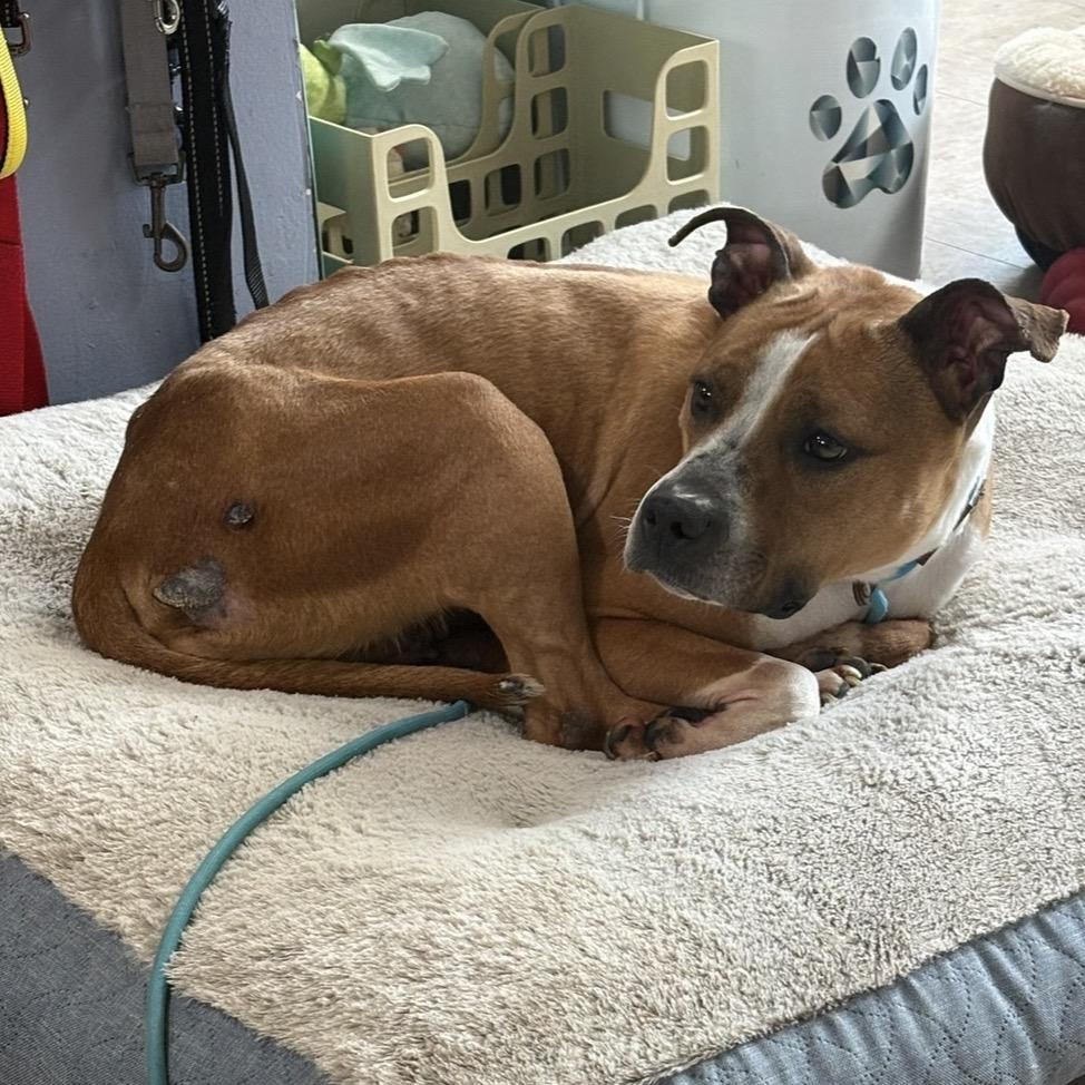 Sketti, a Adoptable mixed breed in Easton, PA image 2/6