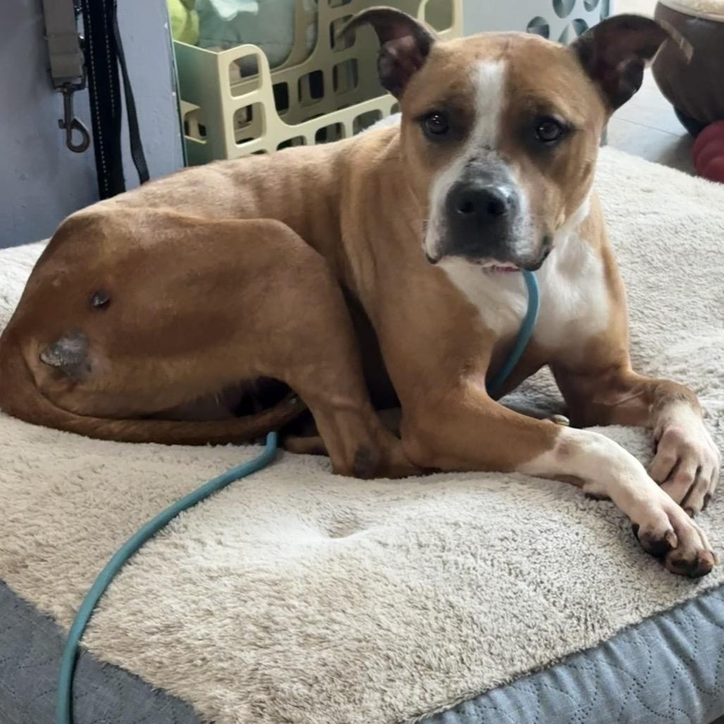 Sketti, a Adoptable mixed breed in Easton, PA image 3/6