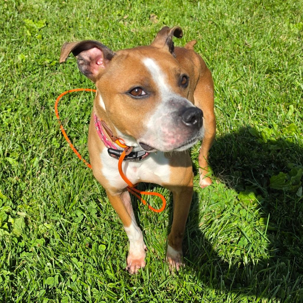 Sketti, a Adoptable mixed breed in Easton, PA image 4/6