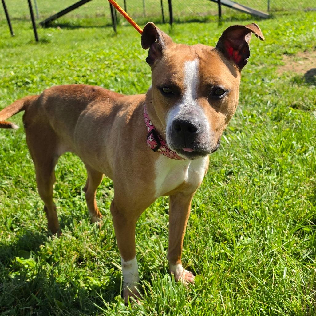 Sketti, a Adoptable mixed breed in Easton, PA image 5/6