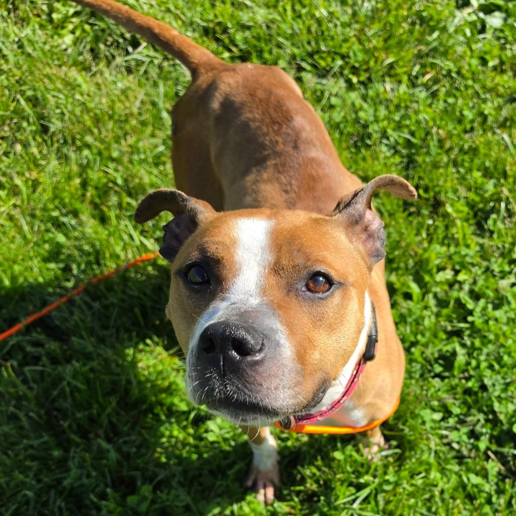 Sketti, a Adoptable mixed breed in Easton, PA image 6/6