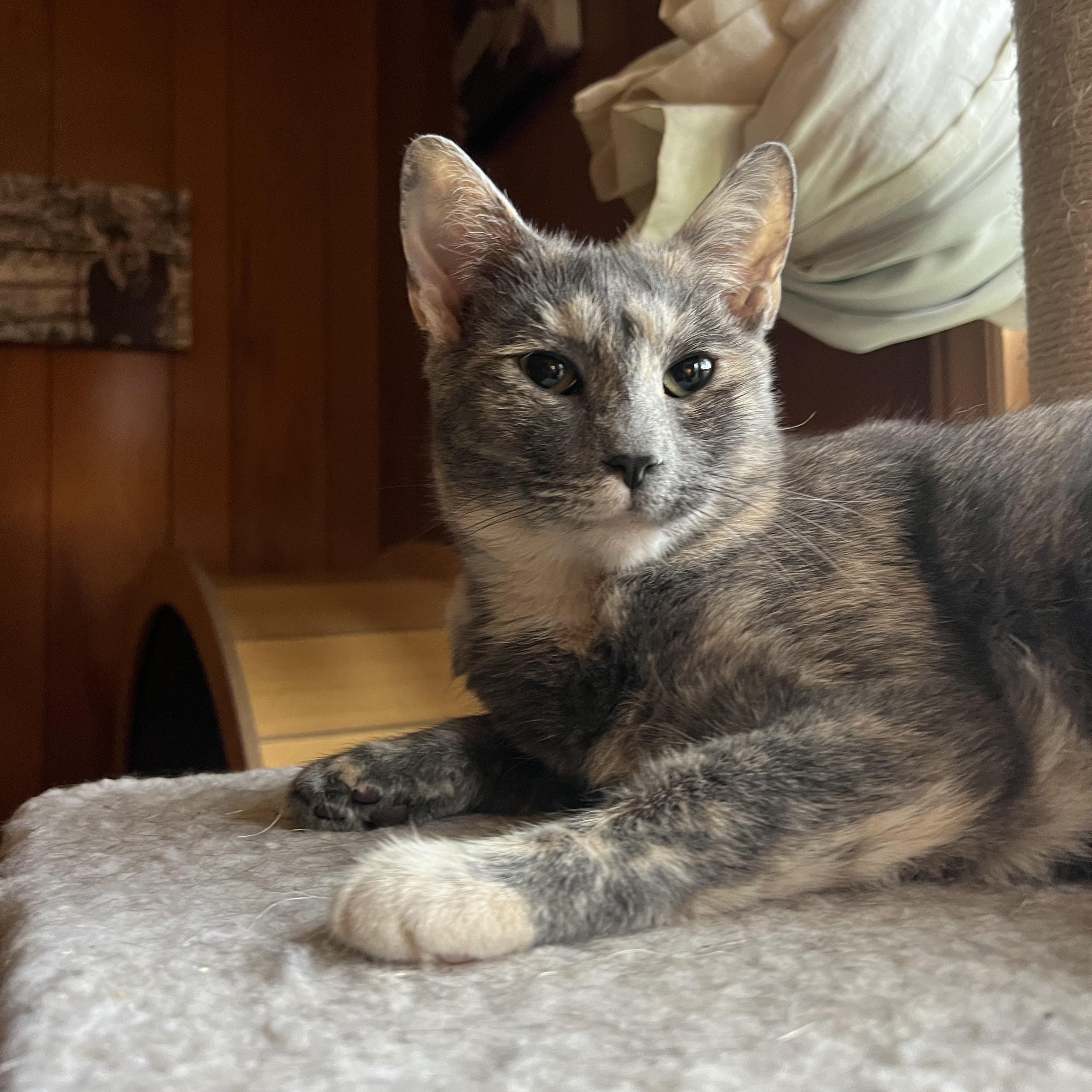 Milkshake, a Adoptable mixed breed in Mount Holly, NC image 1/6