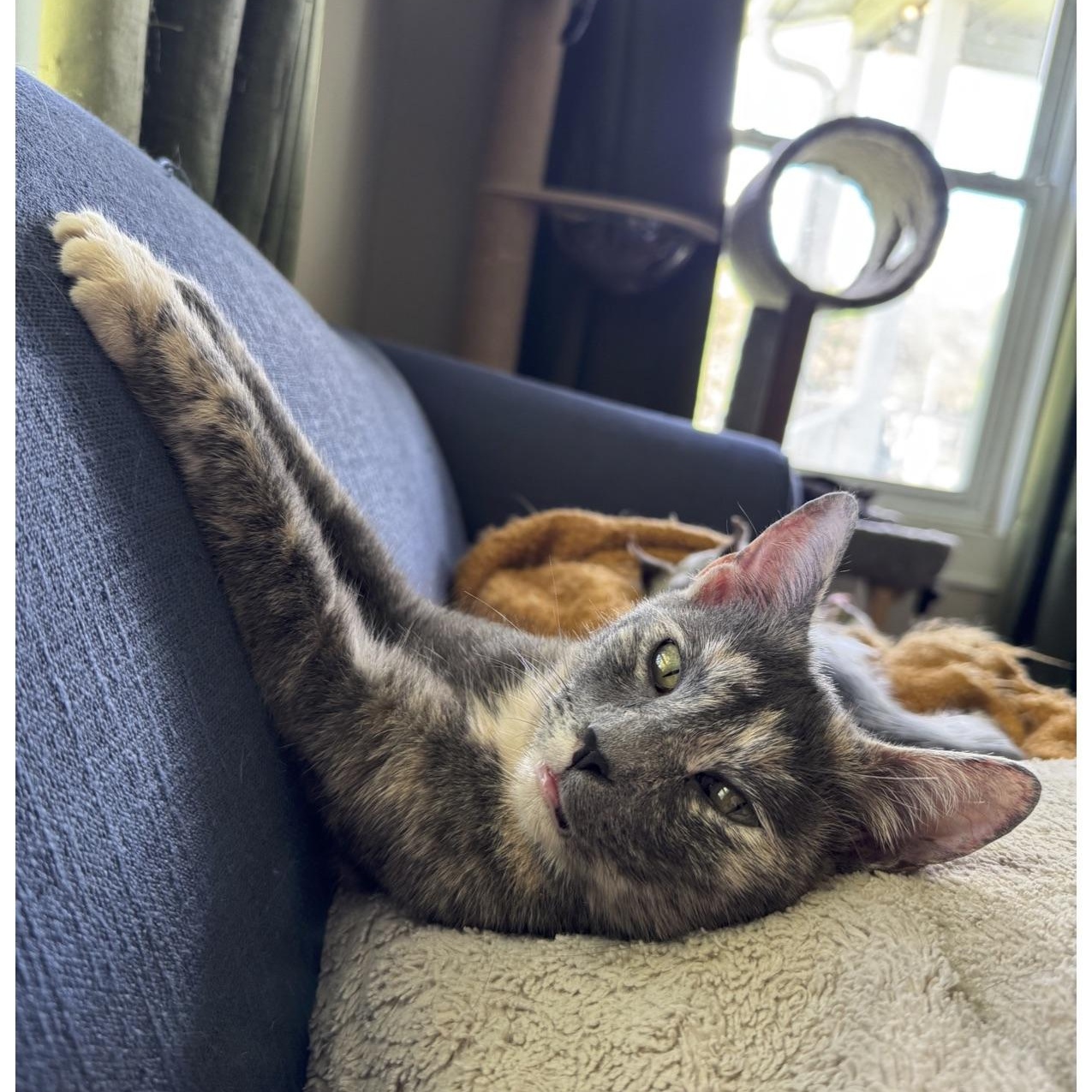 Milkshake, a Adoptable mixed breed in Mount Holly, NC image 3/6