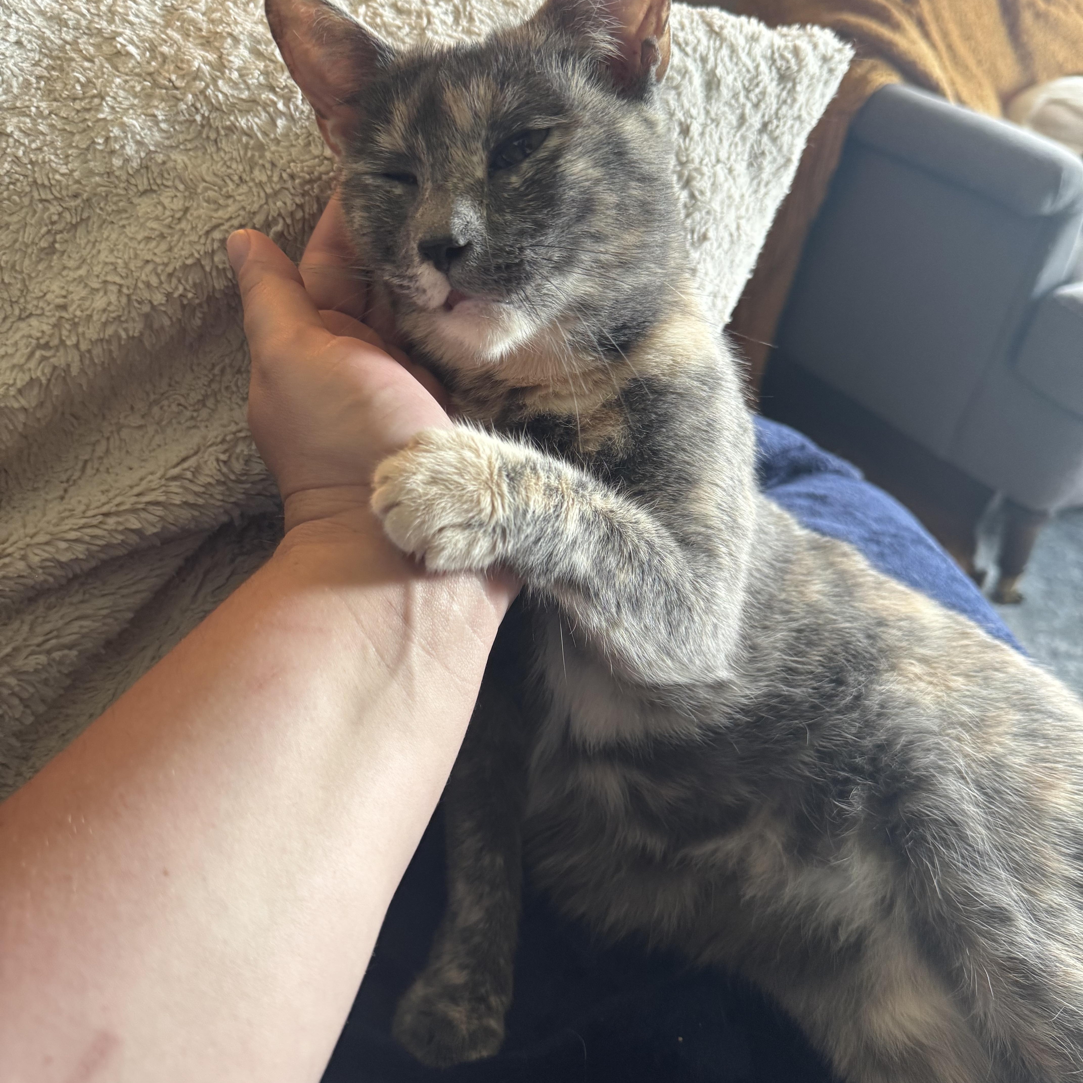 Milkshake, a Adoptable mixed breed in Mount Holly, NC image 6/6