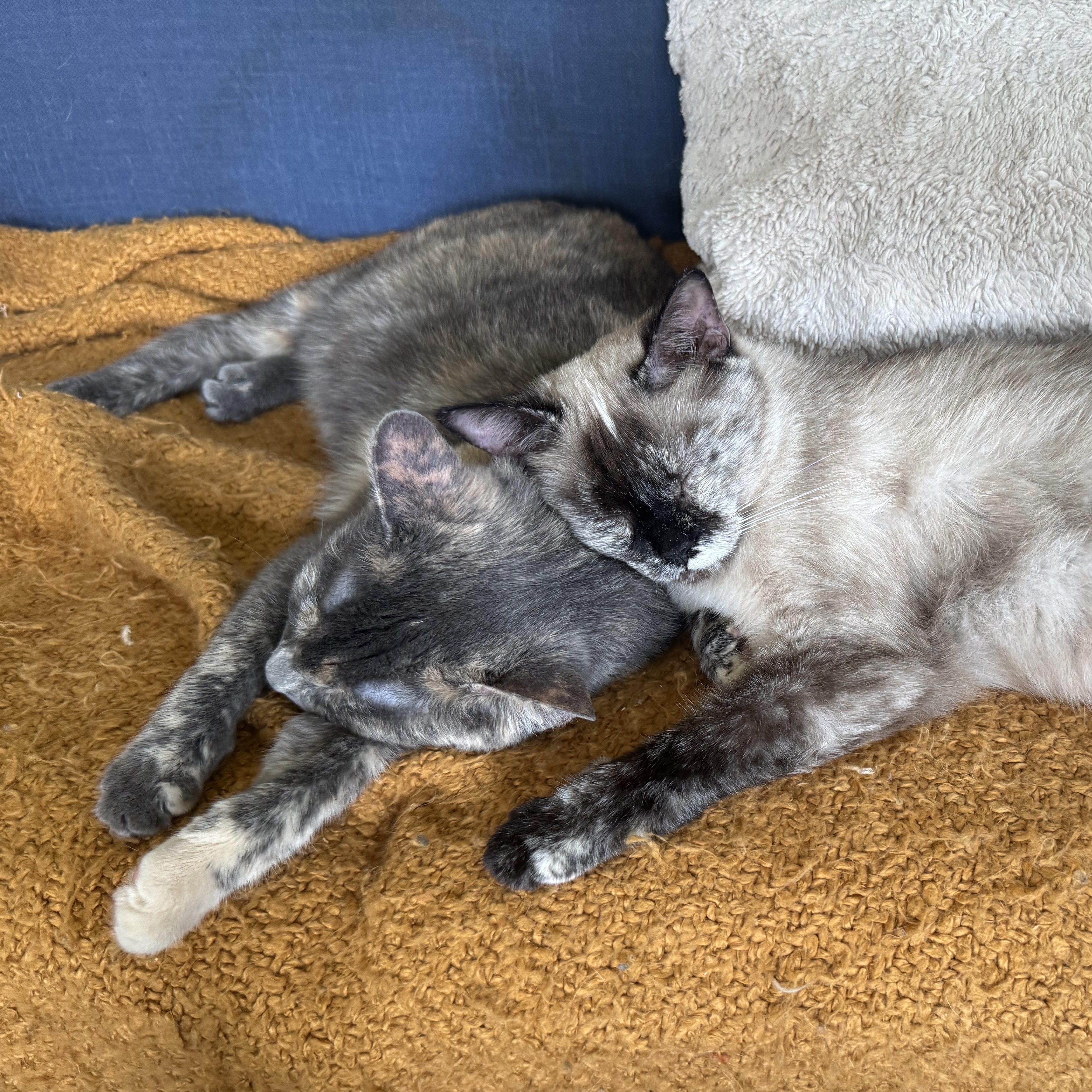 Milkshake thumbnail 5