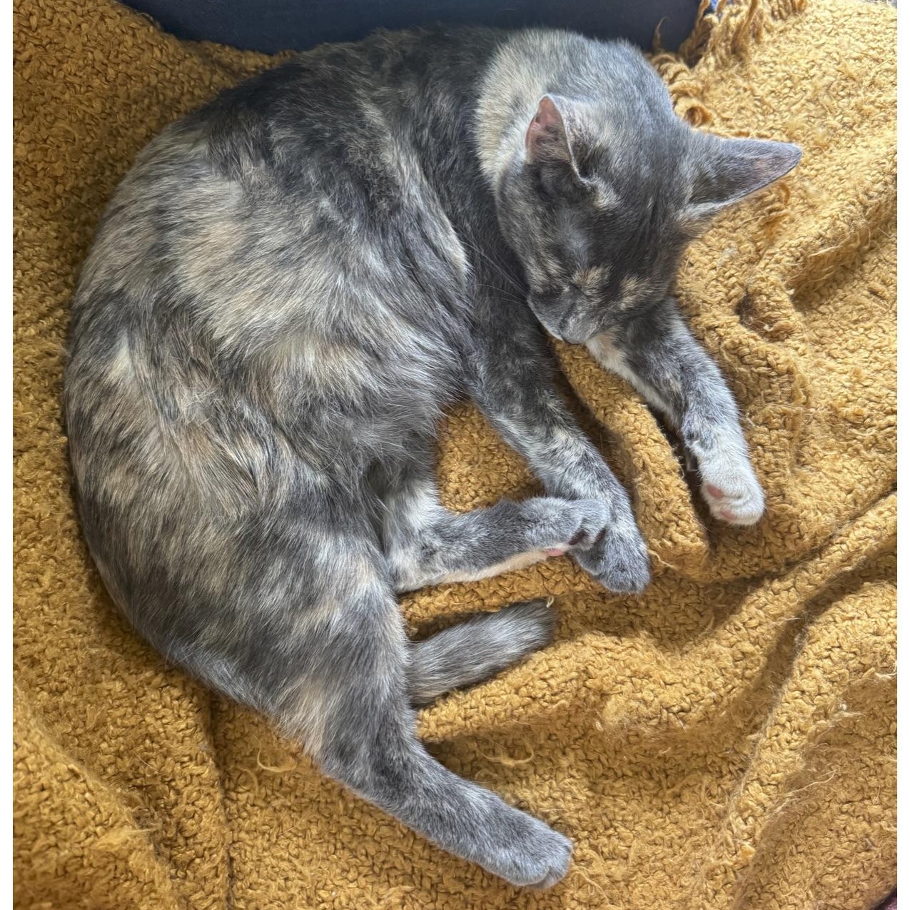 Milkshake, a Adoptable mixed breed in Mount Holly, NC image 5/6