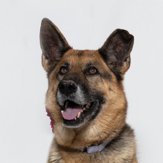 KONA, Adoptable, Adult Female German Shepherd Dog.
