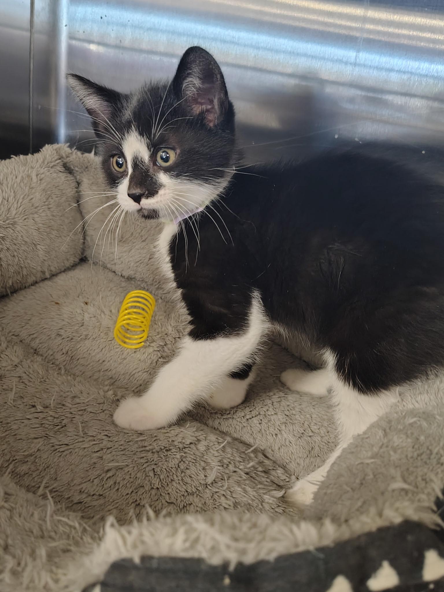 Zulu, adopted, Young Male Domestic Short Hair.