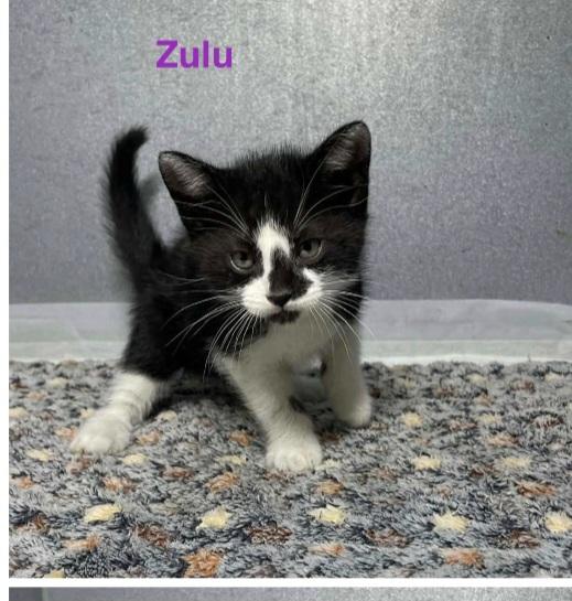 Enlarge Zulu, an adopted Domestic Short Hair in Mount Pleasant, TX image 2/2