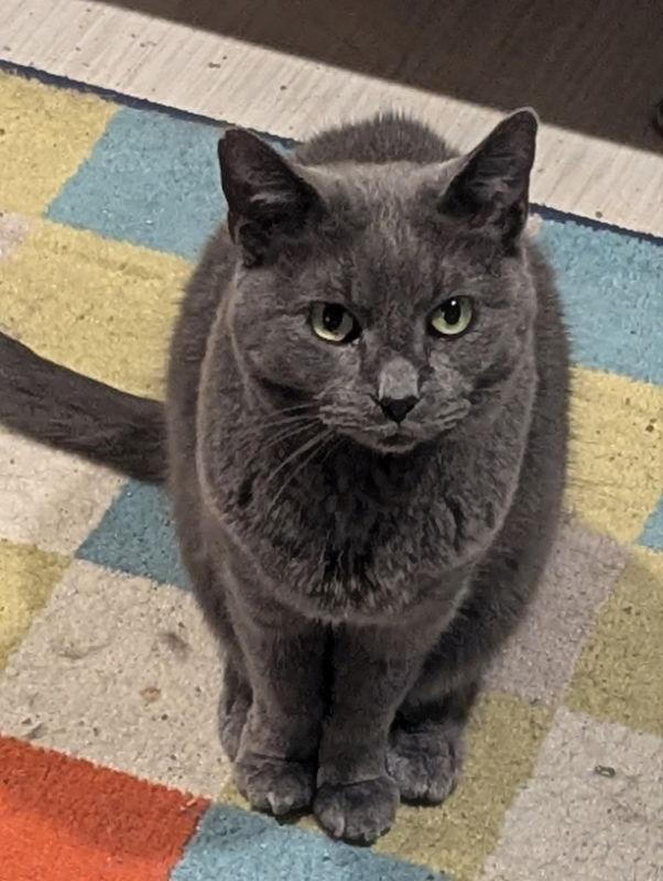 Lady Edith, a Adoptable Domestic Short Hair in Dalzell, IL image 1/3