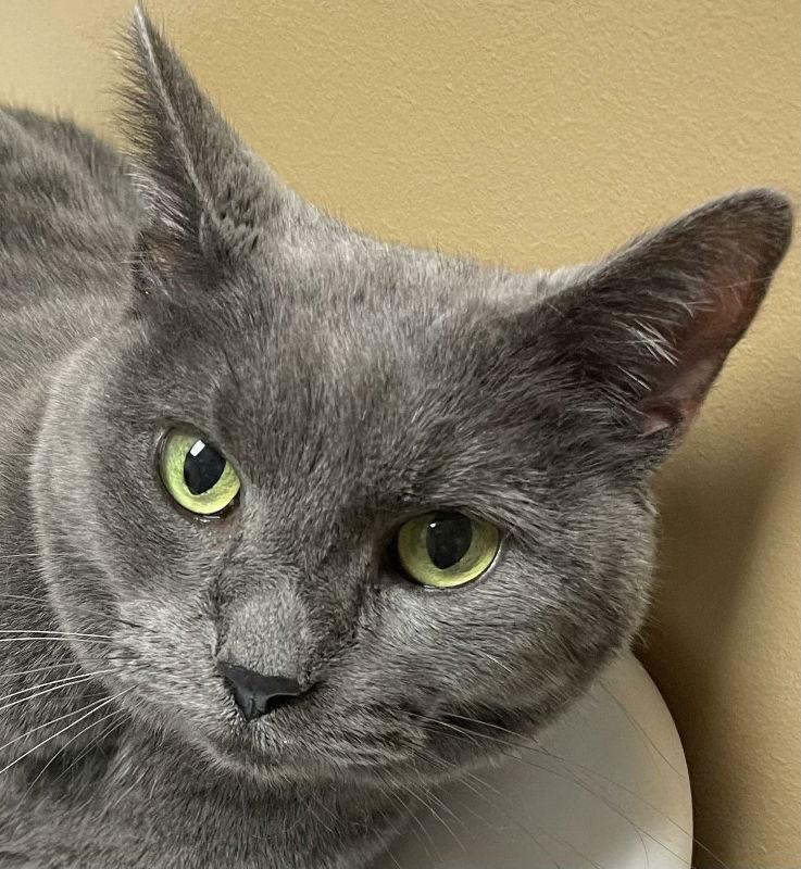 Lady Edith, a Adoptable Domestic Short Hair in Dalzell, IL image 2/3