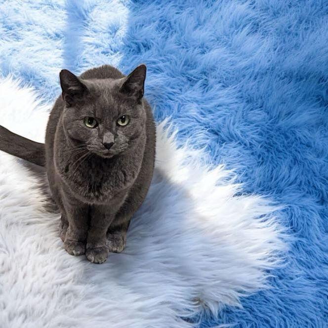 Lady Edith, a Adoptable Domestic Short Hair in Dalzell, IL image 3/3