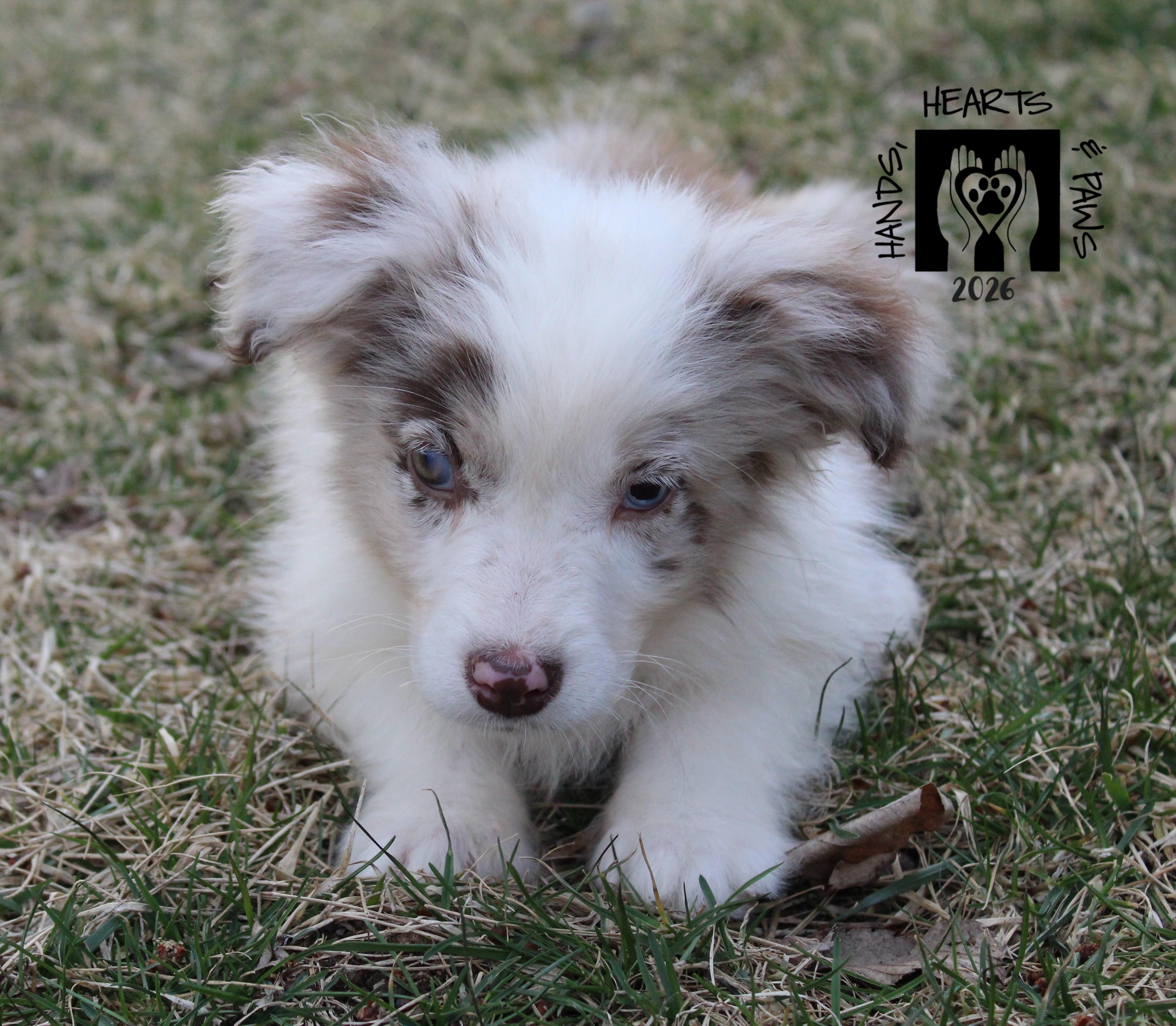 Enlarge Breeze, an adopted Australian Shepherd in Omaha, NE image 2/2