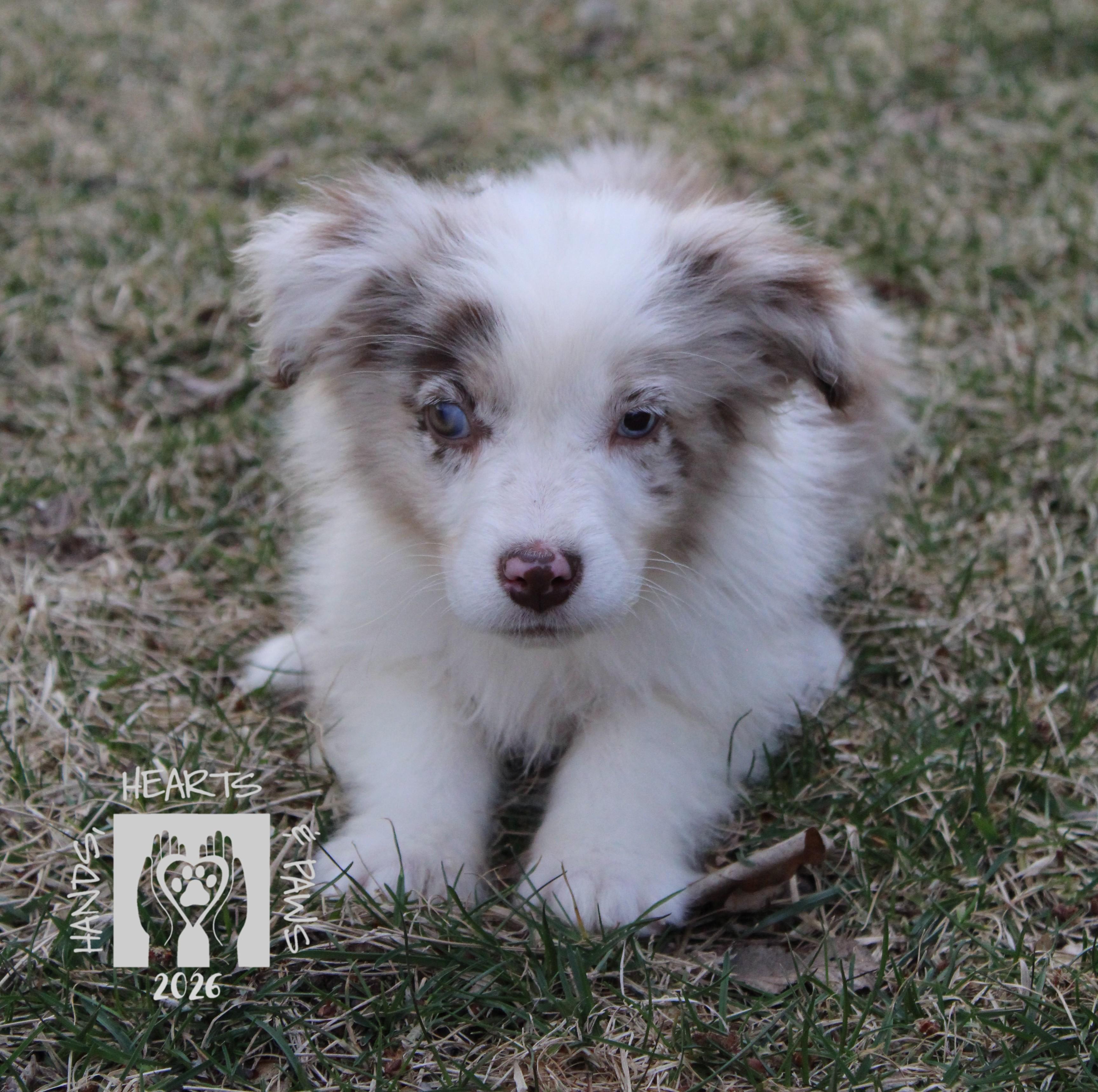 Enlarge Breeze, an adopted Australian Shepherd in Omaha, NE image 1/2