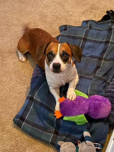 Enlarge Walter, a Adopted mixed breed in Matthews, NC image 2/3