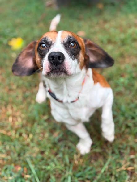 Enlarge Walter, a Adopted mixed breed in Matthews, NC image 1/3