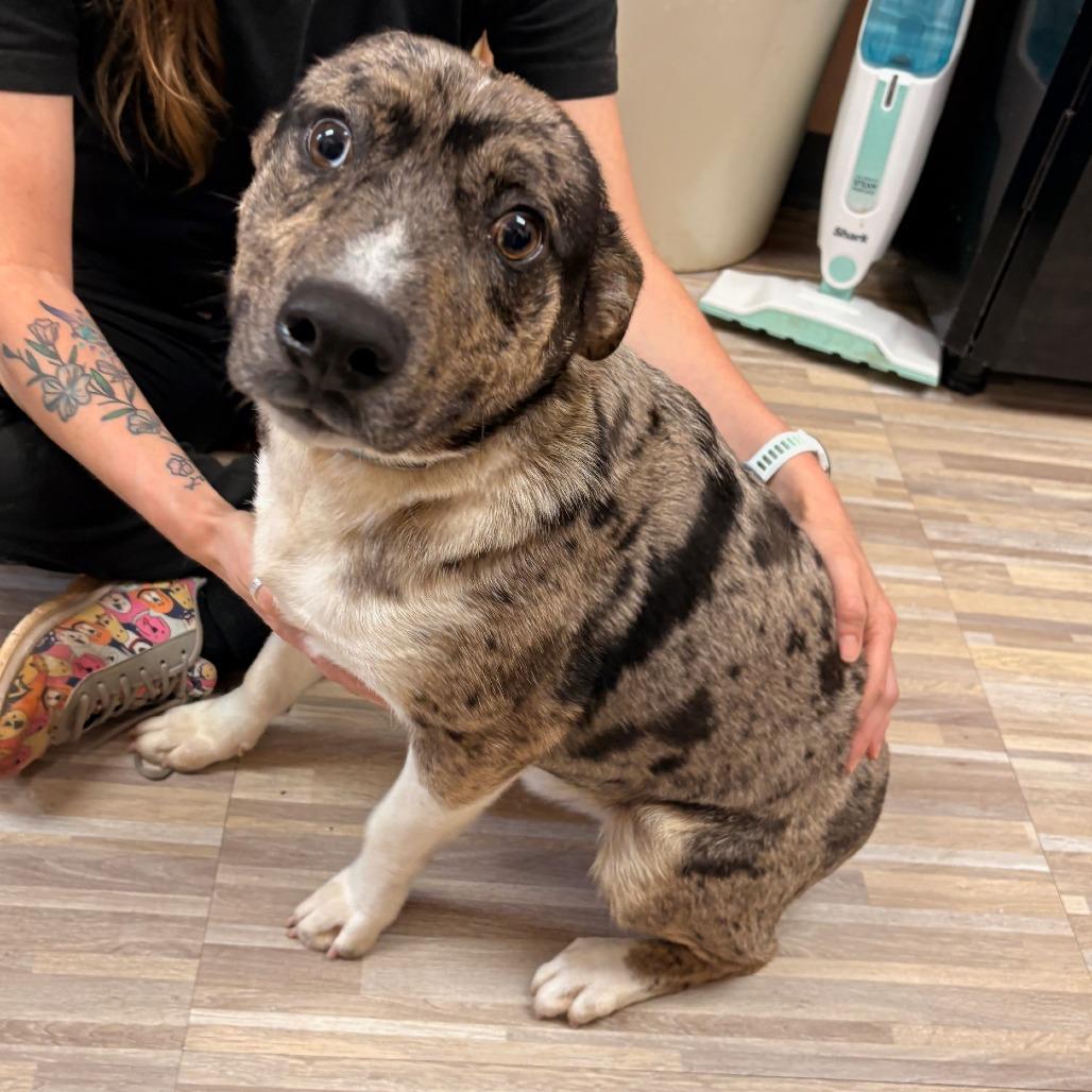 Branch, Adoptable, Adult Male Mixed Breed.