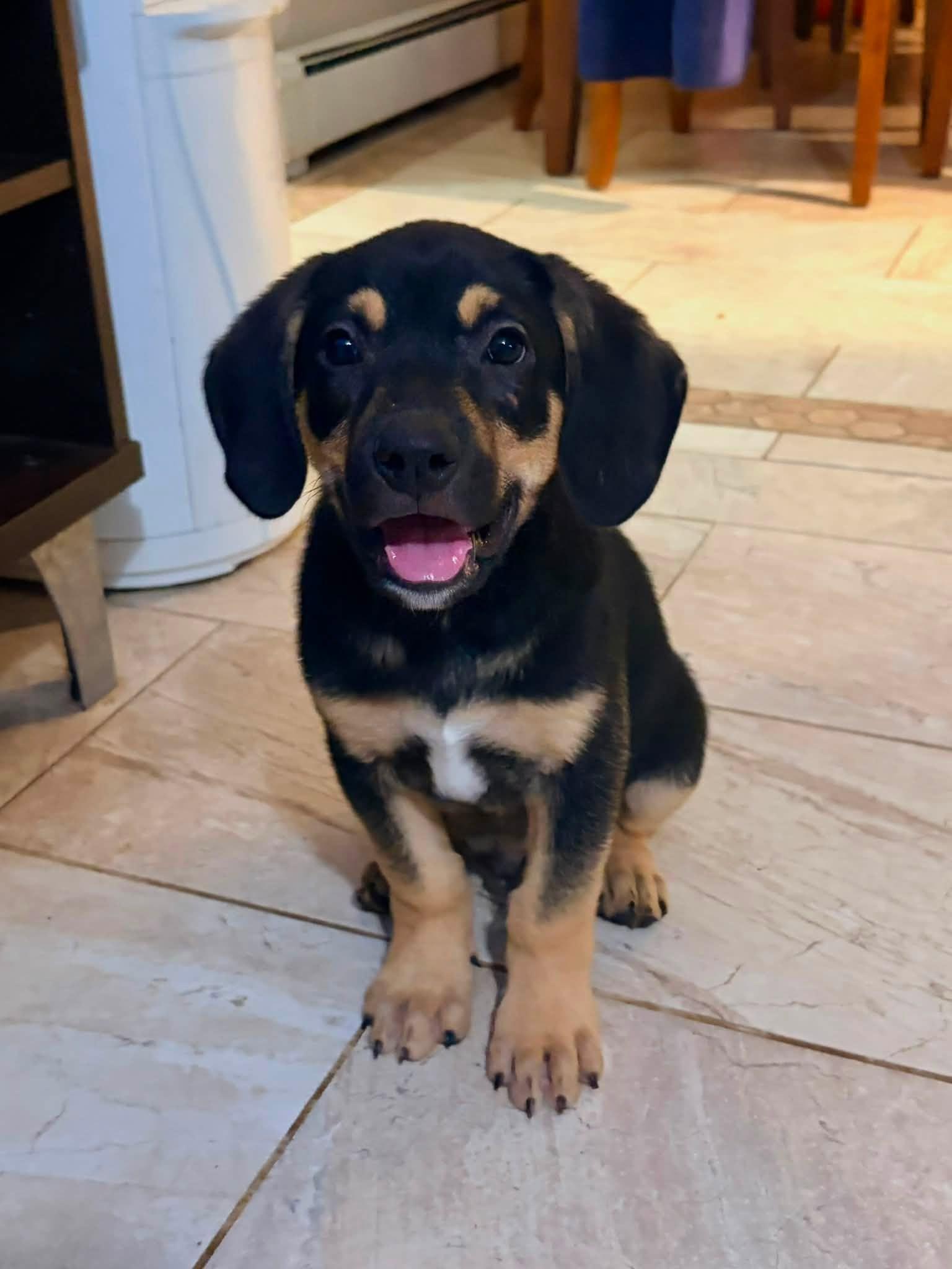 Bear, ADOPTABLE, Puppy Male Mixed Breed.